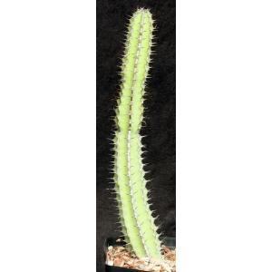 Euphorbia tescorum (Suyian) one-gallon pots
