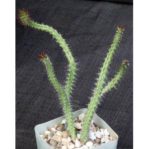 Euphorbia torta(ES 21178) 4-inch pots