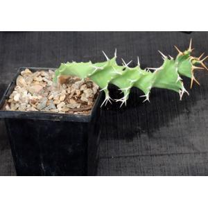 Euphorbia tortirama 5-inch pots