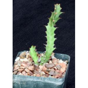 Euphorbia tortirama 4-inch pots