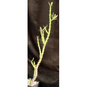 Euphorbia trapaeifolia one-gallon pots