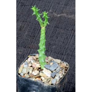 Euphorbia tridentata (DMC 4177) 2-inch pots