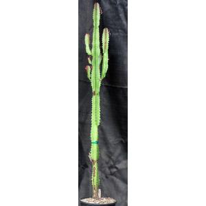 Euphorbia trigona 2-gallon pots