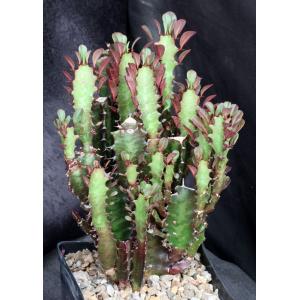 Euphorbia trigona (red) one-gallon pots