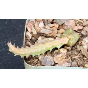 Euphorbia tubiglans 2-inch pots