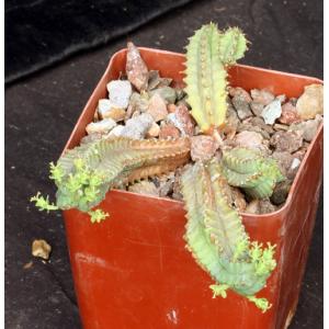 Euphorbia tubiglans 4-inch pots