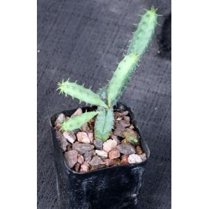 Euphorbia tubiglans 2-inch pots