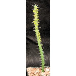 Euphorbia uhligiana 3-inch pots