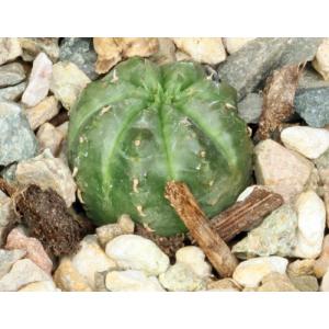 Euphorbia valida (GM 007) 4-inch pots