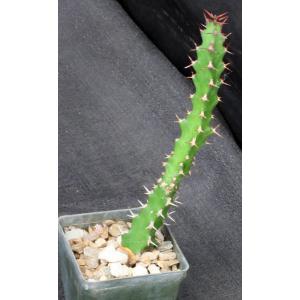 Euphorbia vandermerwei 3-inch pots