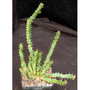 Euphorbia vandermerwei 5-inch pots