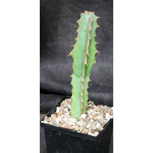 Euphorbia venenata 5-inch pots