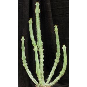 Euphorbia venenata 2-gallon pots