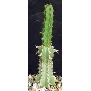 Euphorbia venenata 5-inch pots