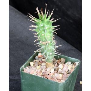 Euphorbia viguieri var. viguieri 4-inch pots