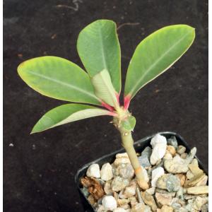 Euphorbia viguieri var. vilanandrensis 2-inch pots