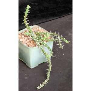 Euphorbia vittata (Archers Post) 5-inch pots
