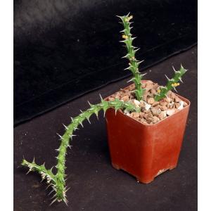 Euphorbia vittata (Archers Post) 4-inch pots