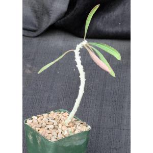 Euphorbia waringiae 4-inch pots