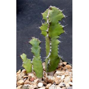 Euphorbia barnardii 5-inch pots