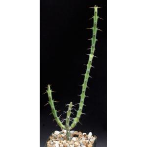 Euphorbia colubrina 5-inch pots