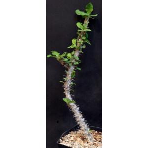 Euphorbia croizatii one-gallon pots