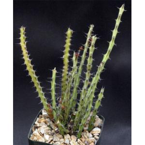 Euphorbia gemmea 4-inch pots