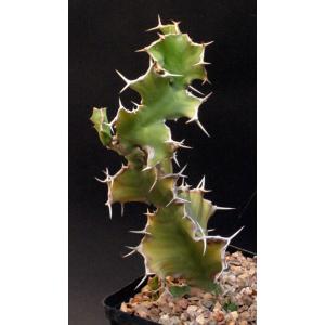 Euphorbia grandicornis one-gallon pots