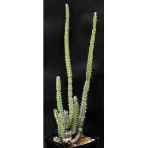 Euphorbia heterospina ssp. baringoensis one-gallon pots