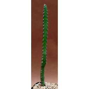 Euphorbia inarticulata 5-inch pots