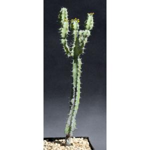 Euphorbia keithii one-gallon pots