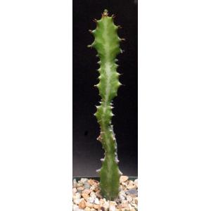 Euphorbia lactea 4-inch pots