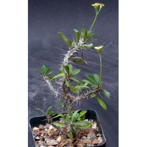 Euphorbia milii var. milii fm. lutea 4-inch pots