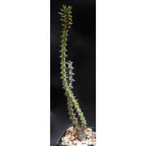 Euphorbia richardsiae ssp. richardsiae 4-inch pots