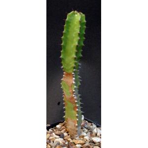 Euphorbia teixeirae 5-inch pots