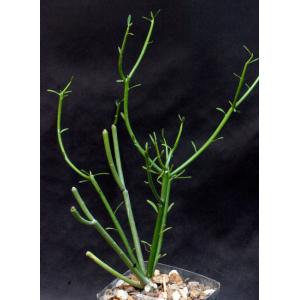 Euphorbia tirucalli 5-inch pots