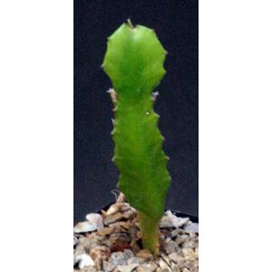 Euphorbia vajravelui 5-inch pots