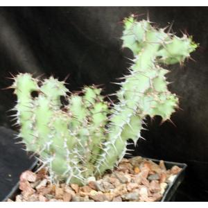 Euphorbia leontopoda (Carter 866) 5-inch pots