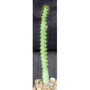 Euphorbia quadrilatera 4-inch pots