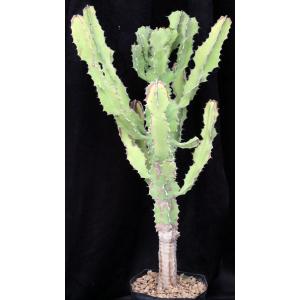 Euphorbia bussei var. kibwezensis one-gallon pots