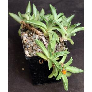 Faucaria bosscheana 5-inch pots