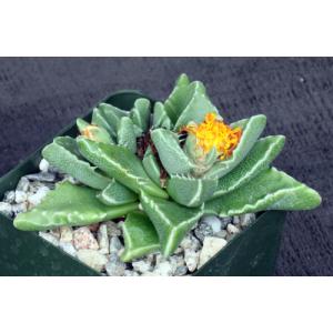 Faucaria britteniae 4-inch pots