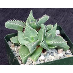 Faucaria tigrina 4-inch pots