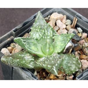 Faucaria tuberculosa cv Sato 4-inch pots