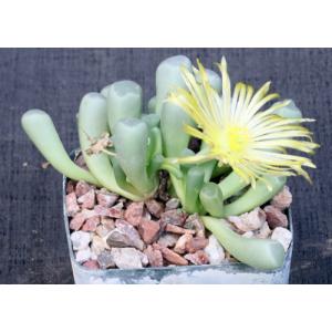 Fenestraria rhopalophylla ssp. aurantiaca 4-inch pots