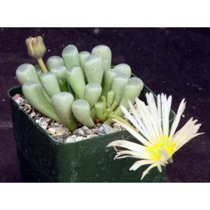 Fenestraria rhopalophylla ssp. rhopalophylla 4-inch pots