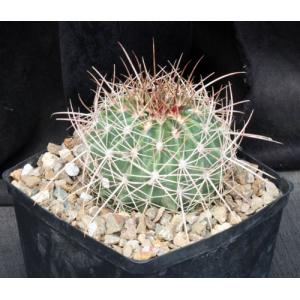 Ferocactus lindsayi one-gallon pots