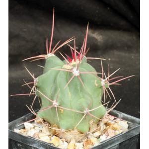 Ferocactus rectispinus 5-inch pots