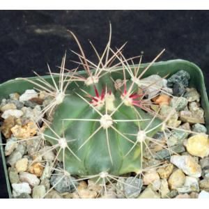 Ferocactus rectispinus 4-inch pots