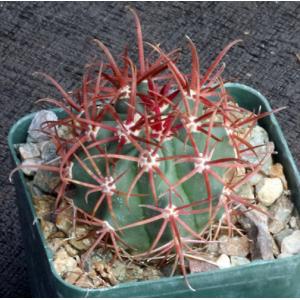 Ferocactus cylindraceous 2-inch pots